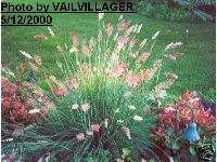 Rhynchelytrum repens PINK BUBBLE GRASS 100+ seeds  