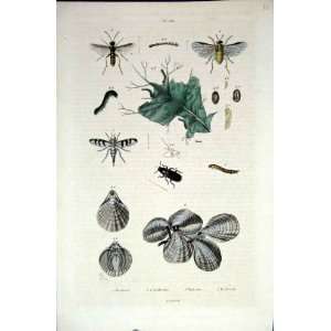   1839 H/C Natural History *680 Entomology & Sea Shells