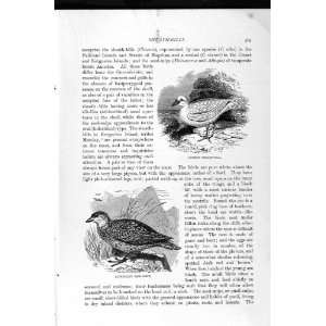   NATURAL HISTORY 1895 SHEATH BILL BIRD SEED SNIPE GULLS