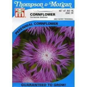  Thompson & Morgan 4502 Cornflower Centaurea dealbata 