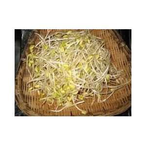  Sprouting Soybean   Clear Hilum Great Heirloom Vegetable 