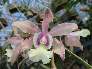 Orchid Plant Scmbc. Alex Pardo Division on stick  