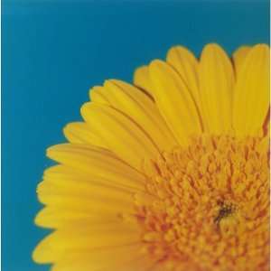 7x7) Michael Banks Gerbera Yellow on Turquoise Greeting Cards 12 Per 