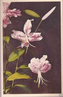 VintageFLORAL Swiss Postcard Thor E Gyger Japanese Lily  