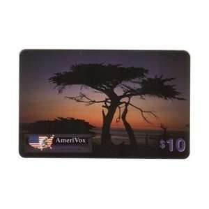   Phone Card $10. Cypress Tree At Sunset SPECIMEN 