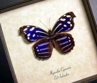 Real Purple Myscelia Cyaniris Male Framed Butterfly 913  