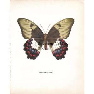  Papilio Aegeus Butterfly (112 mm) Colour Plate 8 X 10 