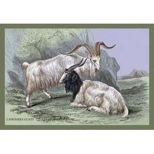   poster printed on 12 x 18 stock. Cashmere Goats