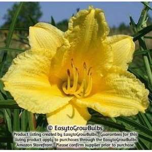  Daylily Happy Returns   1 bare root plant   3/5 fan Patio 