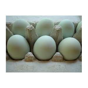 12 Rare Rumpless Araucana Fertile Hatching Eggs  Grocery 