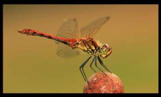 Libelle Canon Eos 30d + Canon Ef 100 2.8 USM Macro, ISO 200