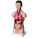  Anatomie (des Menschen)   Drogerie & Körperpflege