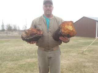   Minnesotas Finest CHAGA ONE pound or so in Natures Form  