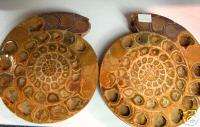 Cut and Polished Ammonite Fossil Pair Madagascar HOT  