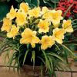 OnlinePlantCenter Happy Returns Daylily Plant H1471CL at The Home 