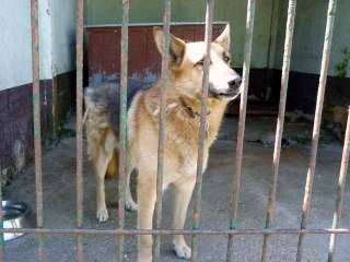 Ruhiger Ozy in Kr. München   Aschheim  Hunde & Zubehör   