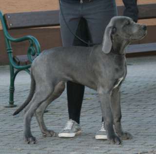 Deutsche Doggen Welpen Blau / Schwarz in Baden Württemberg   Leimen 