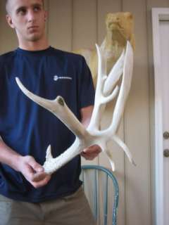   KIND DOUBLE DROPTINE and kickers MULE DEER SHED antlers whitetail rack