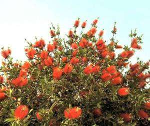 Australischer Feuerradbaum ☼ Ein Exoten Strauch ☼  