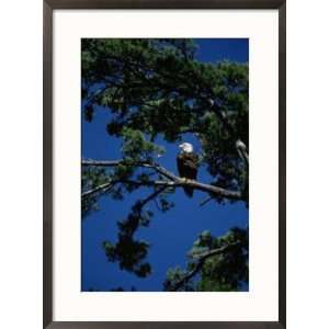 American bald eagle perched in an Eastern white pine tree Styles 