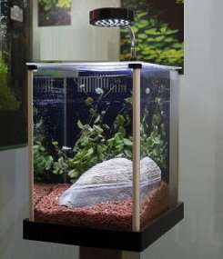  Fluval SPEC Desktop Glass Aquarium, 2 gallon