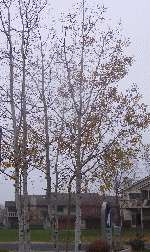   (Populus) 3 ft. Fast Growing Ornamental for Home Garden Shade  