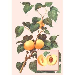  Apricots 12x18 Giclee on canvas