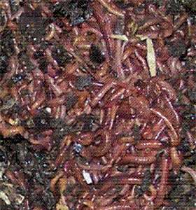   / EARTH WORMS / EISENIA FOETIDA 1 LB APPROX 1000 COMPOSTING MACHINES