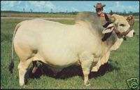 Grand Champion Brahman Bull, Emperor Manso 24th, Cow  