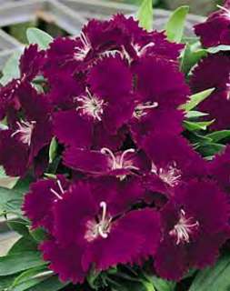 Dianthus Ideal Series Deep Violet Seeds  