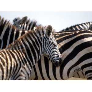 Black and White Stripe Pattern of a Plains Zebra Colt, Kenya Stretched 