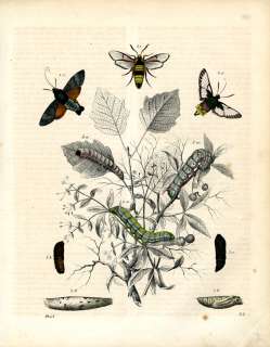 1848 BUCH DER WELT HC ENGRAVING bee hawk moths  
