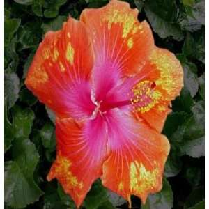  Cajun Color Hibiscus  Jambalaya  Patio, Lawn & Garden