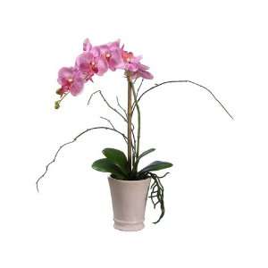  21 Phalaenopsis Orchid Plant in Ceramic Pot Lilac Orchid 