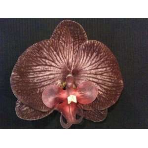  Exotic Real Touch Phalaenopsis Orchid Hair Clip Chocolate 