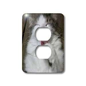  Beverly Turner Photography   Grooming Cat   Light Switch 
