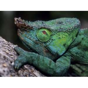  Chameleons in the Analamazaotra National Park, Madagascar 