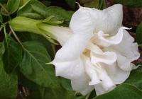 Angels Trumpet Double White Purity (Datura) 25+ SEEDS  