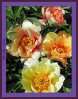 nice garden center peony with feeder roots 3 5 eyes