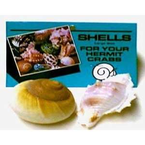  Hermit Crab Shell   Large 2pk (6pc) 