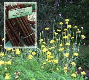 Edible Black Salsify Scorzonera hispanica 25 Seeds  