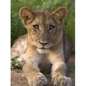  Lion Cub, Panthera Leo, in Kruger National Park Mpumalanga 