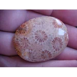  Gemqz S2404 Brown Coral Fossil Agate Cabochon Cute 