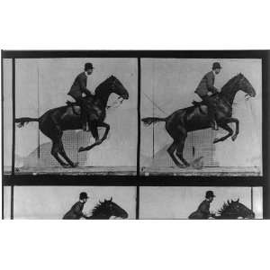   Horse in motion,jumping,Rider,c1887,Eadweard Muybridge