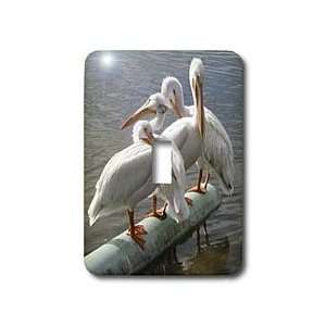  Jackie Popp Nature N Wildlife birds   Great White Pelicans 
