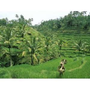  Farmer and Rice Terraces, Ubud, Bali, Indonesia Landscape 