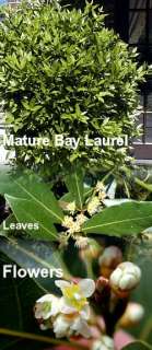 Hirts Sweet Bay Laurel Herb  Laurus nobilis   4 pot  
