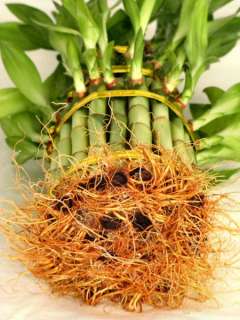 TIER 4 6 8 TOP QUALITY LUCKY BAMBOO FOR FENG SHUI  