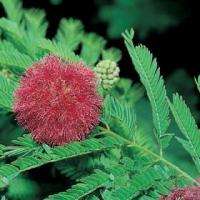 Mimosa Pudica    20 seed pack     