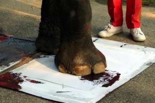 RED BLACK  ORIGINAL Elephant Artist Footprint Art +DVD SHOW  1180 